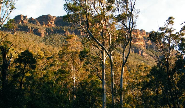 Perrys Lookdown to Blue Gum Forest, Blue Mountains National Park. Photo: Craig Marshall &copy; OEH