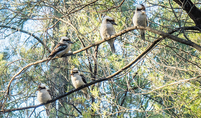  A flock of kookaburras watch over food from a tree branch in Euroka campground. Photo: OEH/Simone Cottrell 