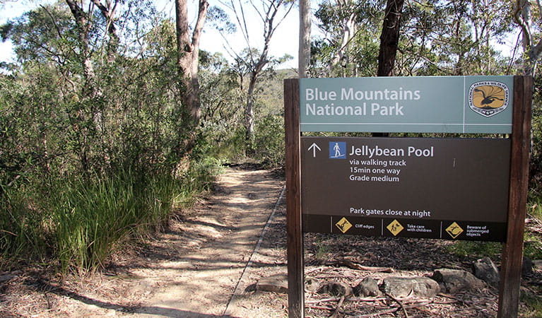 Start of Jellybean Pool track, Blue Mountains National Park. Photo: Natasha Webb