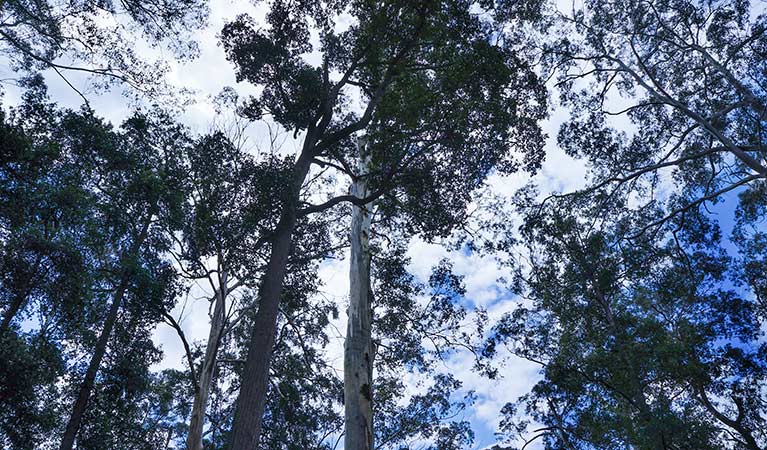 Looking up at tall gum tree forest canopy along Murphys Road, near Woodford, Blue Mountains National Park. Photo: Stephen Alton/OEH