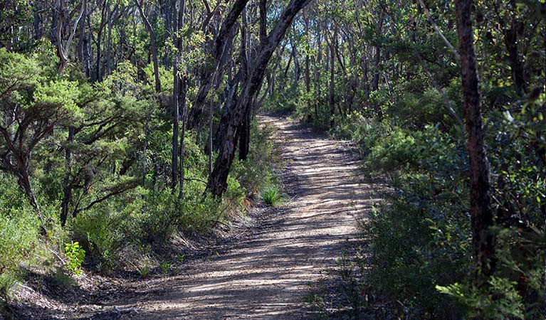 Unsealed Andersons trail winds through eucalypt forest in Blue Mountains National Park. Photo: Nick Cubbin/OEH
