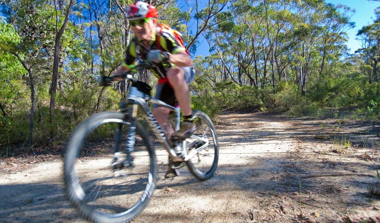 A bike rider zooms along the unsealed Andersons trail in Blue Mountains National Park. Photo: Nick Cubbin/OEH