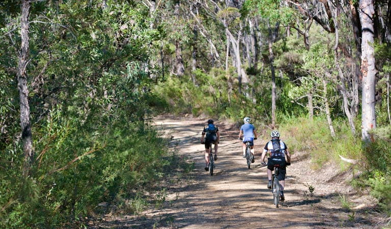 Rear view of 3 mountain bike riders cycling on Andersons trail in Blue Mountains National Park. Photo: Nick Cubbin/OEH