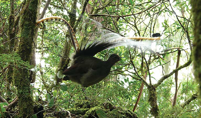 A male superb lyrebird displays his tail feathers. Photo: Helen Clark/OEH