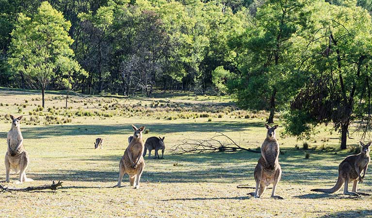 Kangaroos on the grassy flat at Kedumba River Crossing campground, Blue Mountains National Park. Photo: Simone Cottrell/OEH
