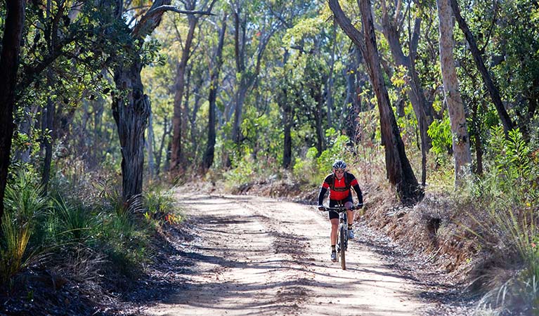 A man cycles along a dirt road on the Wentworth Falls to McMahons Point trail in Blue Mountains National Park. Photo: Nick Cubbin/OEH