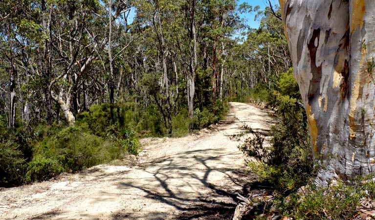 Unsealed Ingar Road and Bedford Creek trail, Blue Mountains National Park. Photo: Stephen Alton/OEH