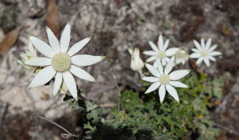 White flannel flowers bloom in Blue Mountains National Park. Photo: Stephen Alton/OEH