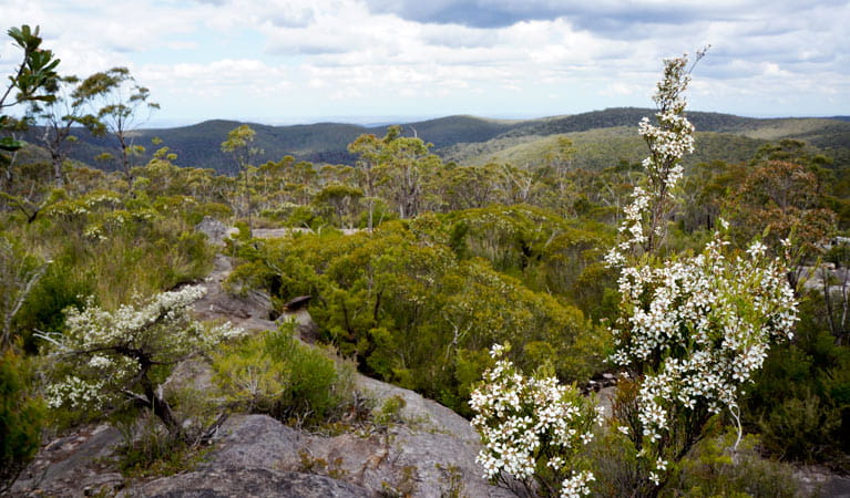 Valley views and wildflowers, Wentworth Falls to Woodford trail, Blue Mountains National Park. Photo: Stephen Alton/OEH