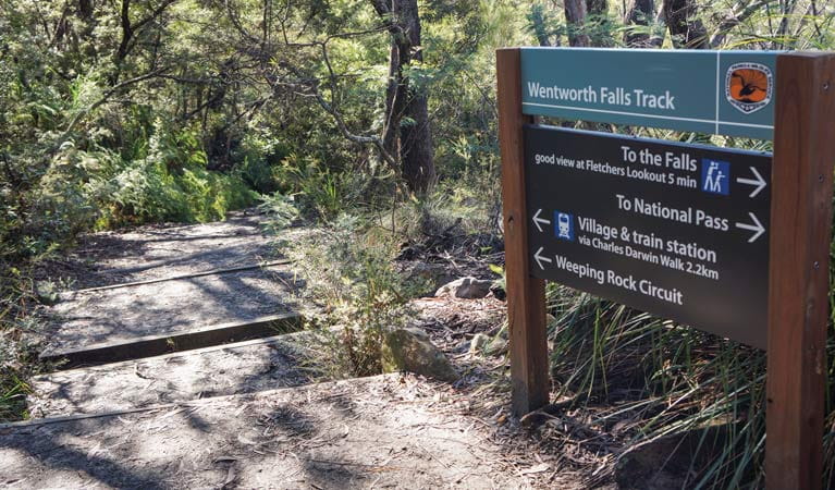 Wentworth Falls track, Blue Mountains National Park. Photo: Steve Alton &copy; OEH