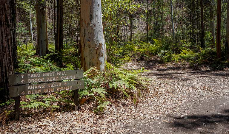 Timber sign on Blue Gum Swamp loop walk, Blue Mountains National Park. Photo: Steve Alton/OEH