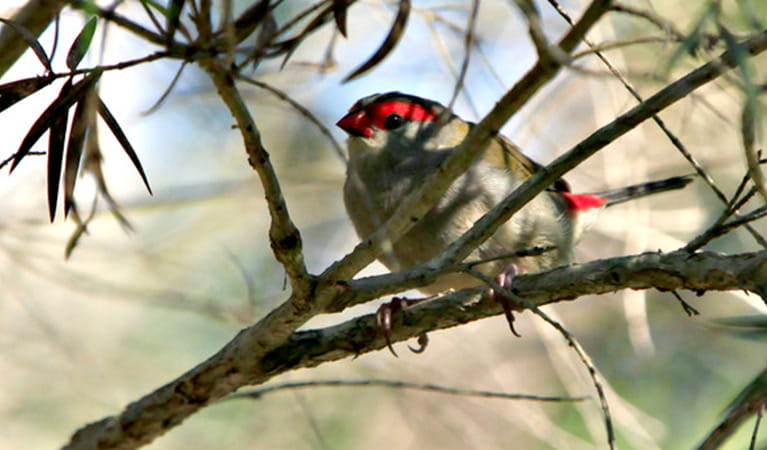 Red browed firetail, Blue Mountains National Park. Photo: Rosie Nicolai/OEH