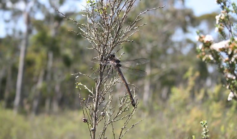 Giant dragonfly on tea tree, Blue Mountains National Park. Photo: Huw Evans/OEH