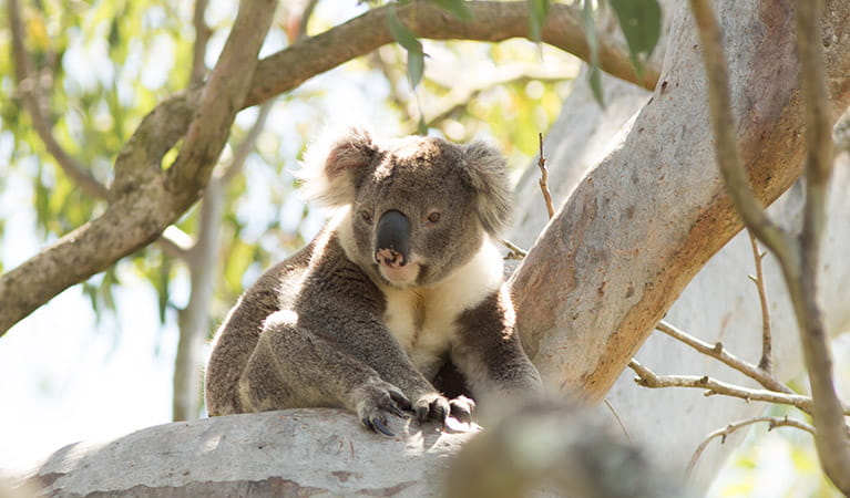 A koala sits on the branch of a eucalypt tree. Photo: John Turbill/DPIE