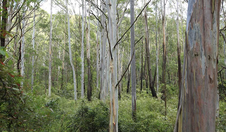 Forest of Blue Gum trees, Greater Blue Mountains World Heritage Area. Photo: Rosie Nicolai/OEH