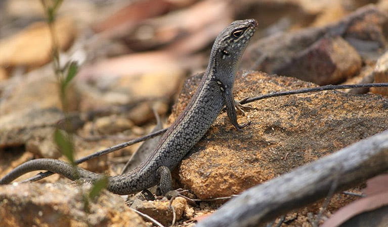 Lizard on rock along Mount Banks Road, Blue Mountains National Park. Photo: E Sheargold/OEH.