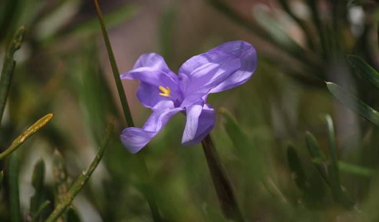 The purple-blue flower of a native iris, Blue Mountains National Park. Photo: E Sheargold/OEH