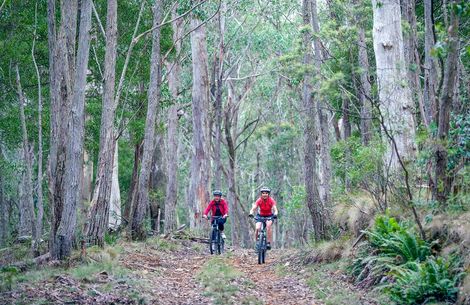 Mountain biking a fire trail in the southern Blue Mountains. Photo: Nick Cubbin/OEH