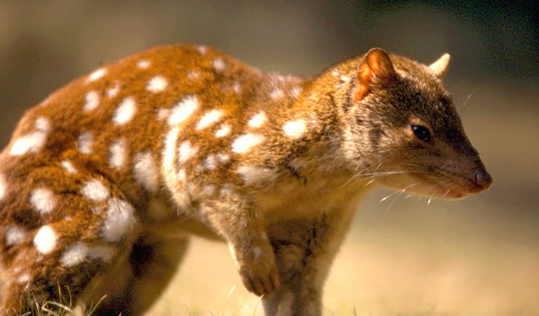 Spotted-tailed quoll. Photo: John Turbill/OEH