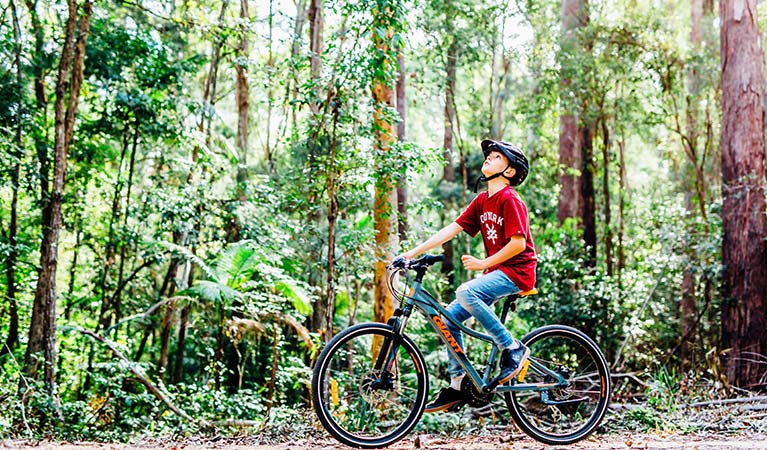 A boy gazes up at forest canopy while riding his bike along one of the Muulay Baamgala cycle trails. Photo: Jay Black/DPIE