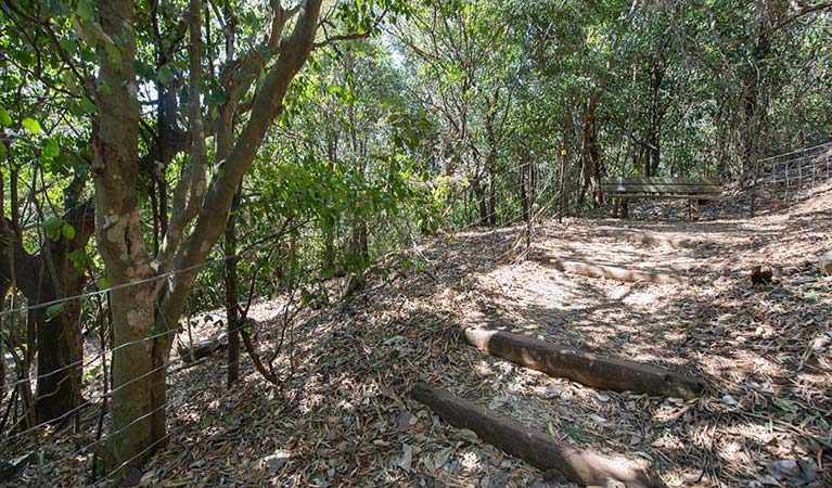 Sun-dappled forest track on Cape Hawke lookout walk, Booti Booti National Park. Photo credit: John Spencer &copy; DPIE
