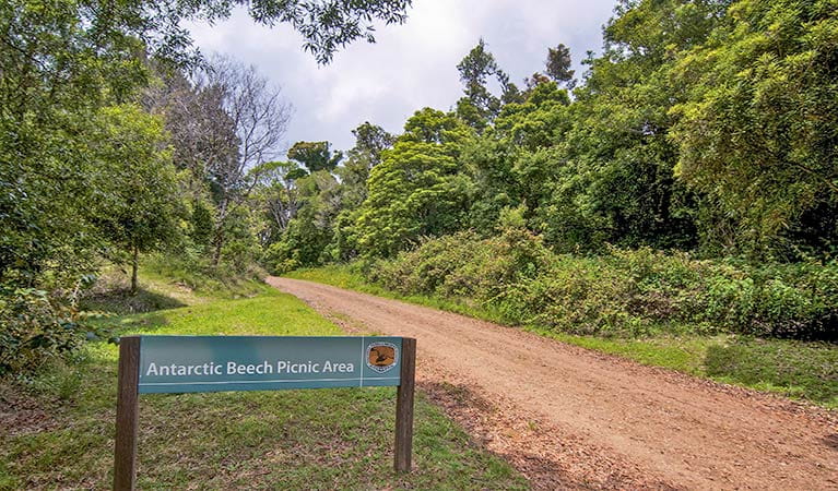 Sign at entry to Antarctic Beech picnic area, Border Ranges National Park. Photo credit: John Spencer &copy; DPIE