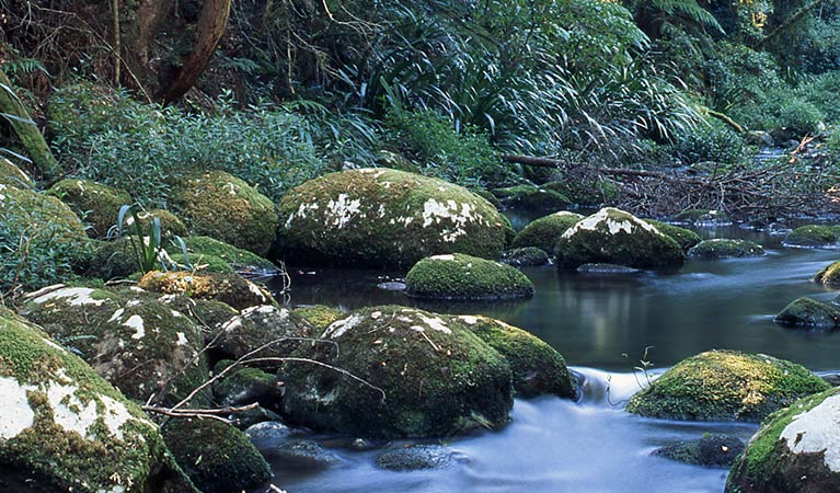 Moss covered rocks in a creek, Border Ranges National Park. Photo credit: Shane Ruming &copy; Shane Ruming