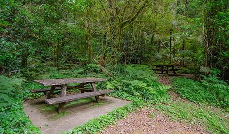 Picn tables at Brindle Creek picnic area, Border Ranges National Park. Photo credit: John Spencer &copy; DPIE
