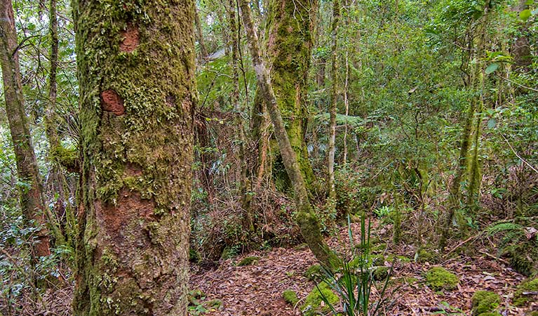 Moss-covered trees along Falcorostrum loop walking track, Border Ranges National Park. Photo credit: John Spencer &copy; DPIE