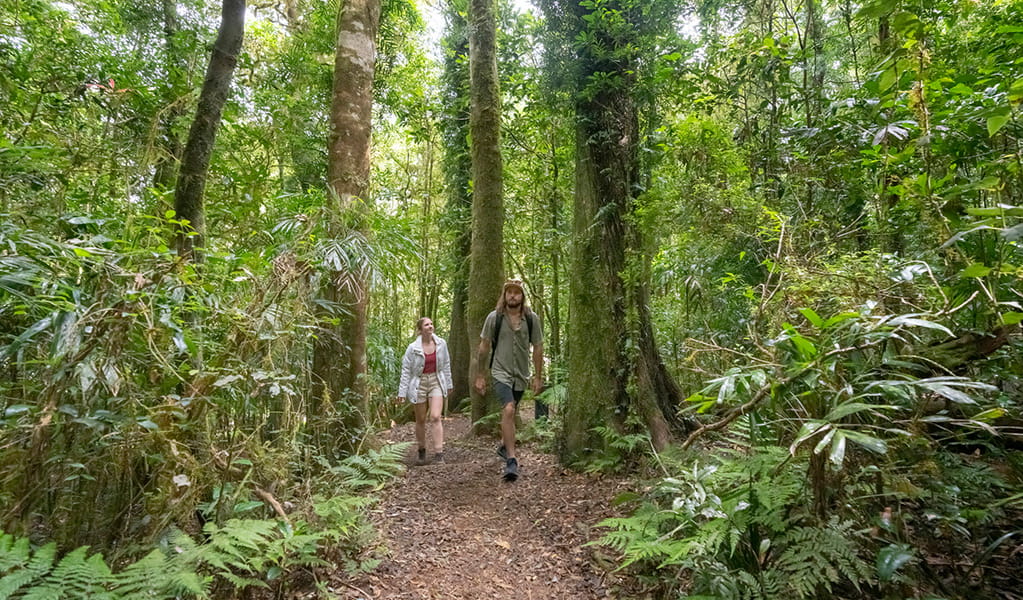 2 bushwalkers surrounded by lush rainforest greenery at the Pinnacle walk and lookout in Border Ranges National Park. Credit: John Spencer &copy; DPE