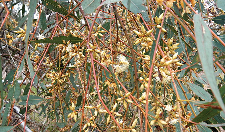 Eucalyptus gum tree flowers near the picnic area at Borenore Karst Conservation Reserve. Photo: Debby McGerty &copy; DPIE
