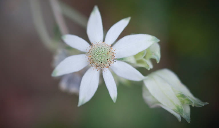 Closeup of a flannel flower in Bouddi National Park. Photo credit: Nick Cubbin