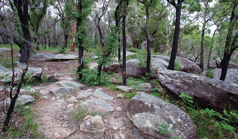 Rocks and trees along the Flannel Flower walking track. Photo: Nick Cubbin