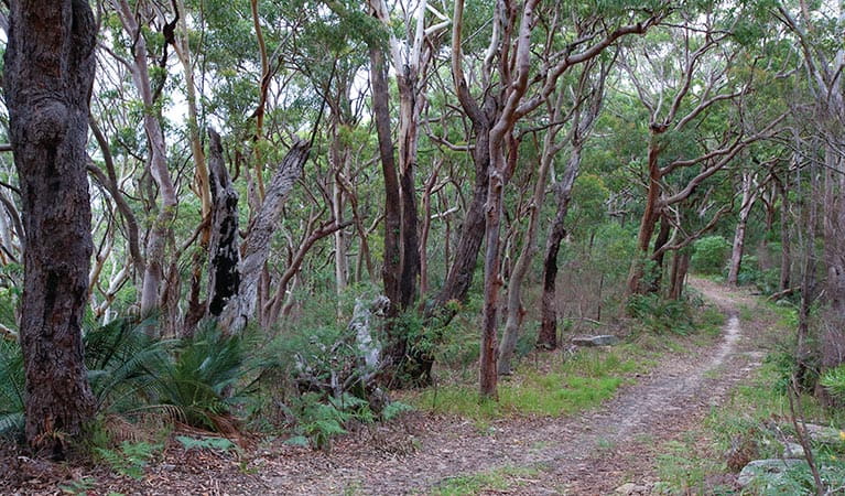 Trees along the Strom loop track. Bouddi National Park. Photo: Nick Cubbin/OEH