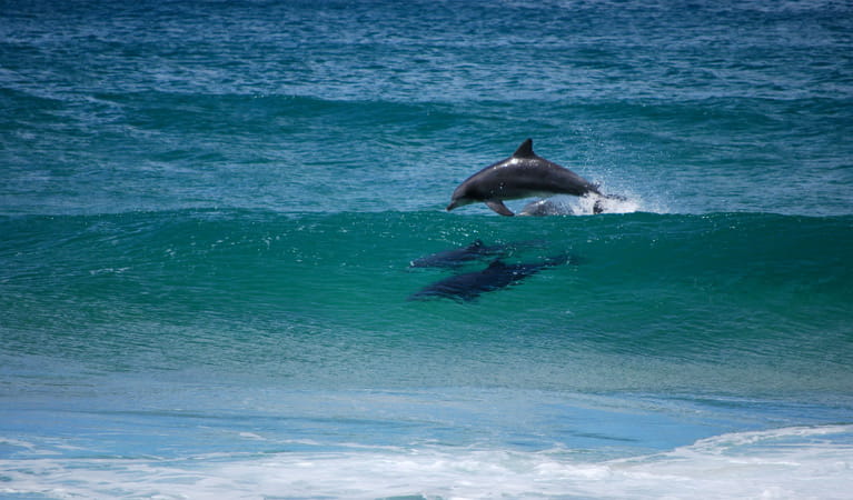 Dolphins, Turingal Head, Bournda National Park. Photo: Bournda Environmental Education Centre