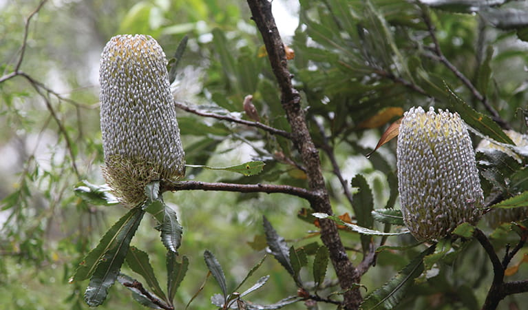 Banksia flowers in Budderoo National Park. Photo  credit: Andrew Richards &copy; Andrew Richards