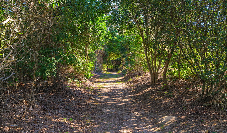 Path from picnic area to beach through thick coastal vegetation.   Photo: Jessica Robertson/OEH.