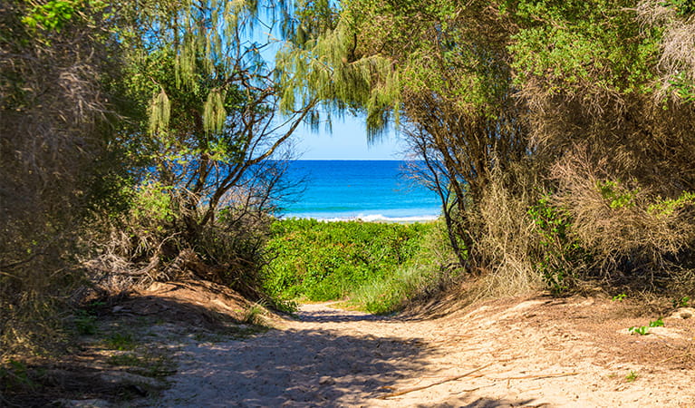 Sandy path leading through coastal vegetation from the picnic area to Back Beach. Photo: Jessica Robertson/OEH.