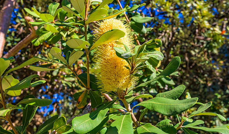 Close-up of coastal vegetation, including yellow banksia flower. Photo: Jessica Robertson/OEH.