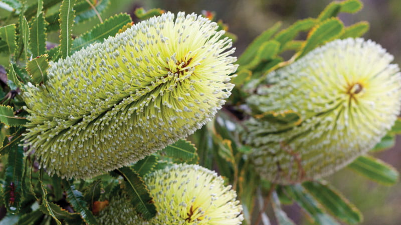 Banksia flowers. Photo: Rob Cleary