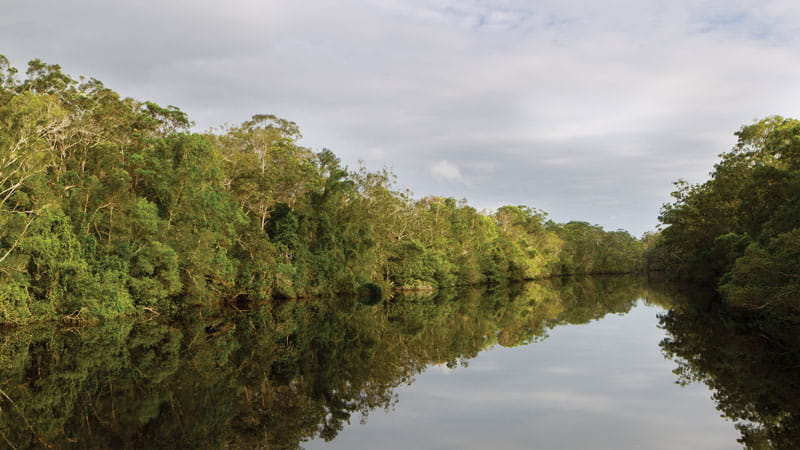 Trees along the banks of the Esk river. Photo: Rob Cleary