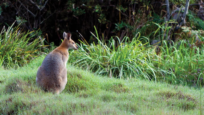 Red-necked wallaby. Photo: Rob Cleary