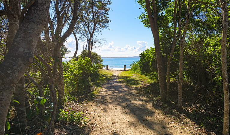 Sandy track from picnic area to Shark Bay with coastal vegetation on either side. Photo: Jessica Robertson/OEH.