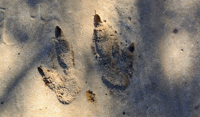 Wildlife tracks, Cambewarra Range Nature Reserve. Photo: J Devereaux/OEH