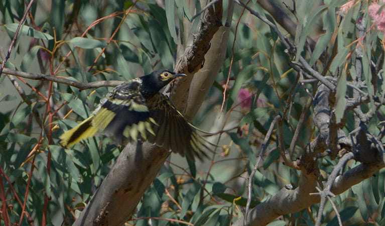 A regent honeyeater bird in flies past a gum tree. Photo: Bruce Thompson/OEH