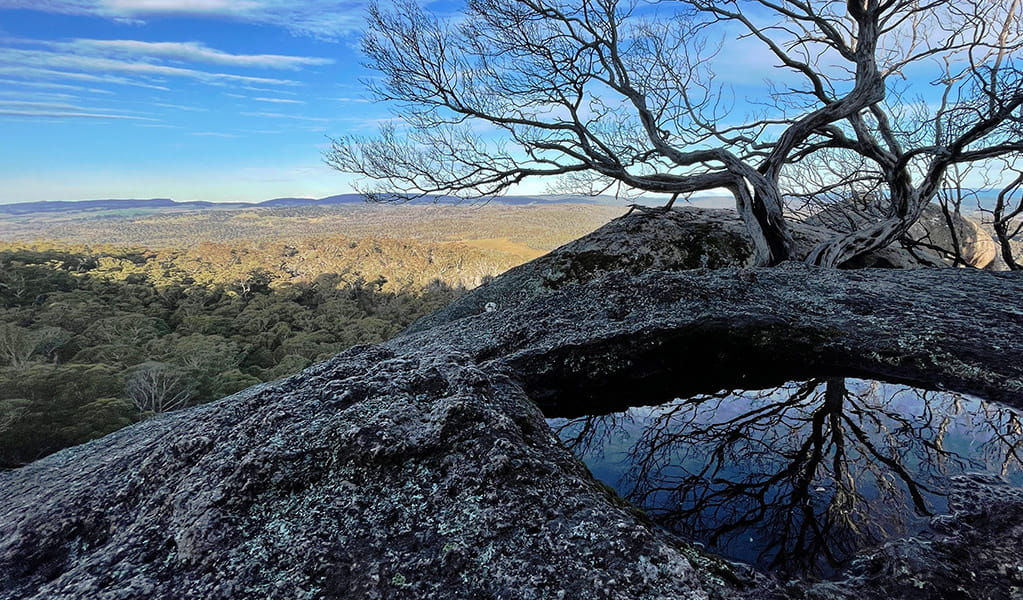 View past a tree and small pool to tablelands stretching to the horizon. Photo &copy; Tina Sullivan