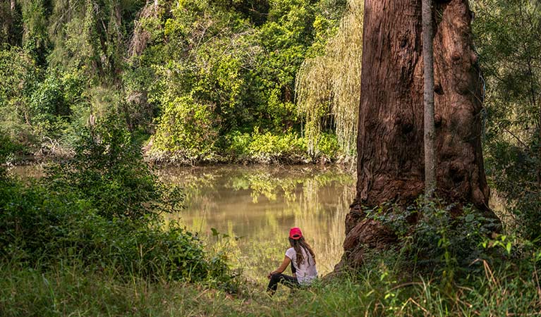 A woman sits by a rough barked apple tree beside Cattai Creek, Cattai National Park.  Photo: John Spencer &copy; OEH