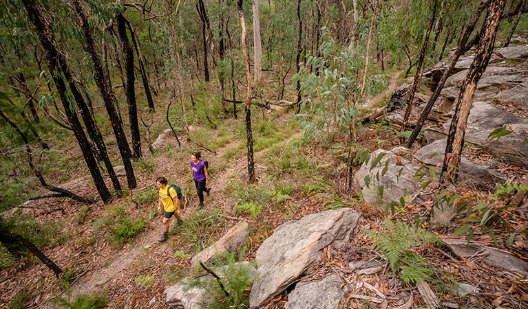 A man and woman walk through open forest of yellow bloodwood trees, Mitchell Park area, Cattai National Park.  Photo: John Spencer &copy; OEH