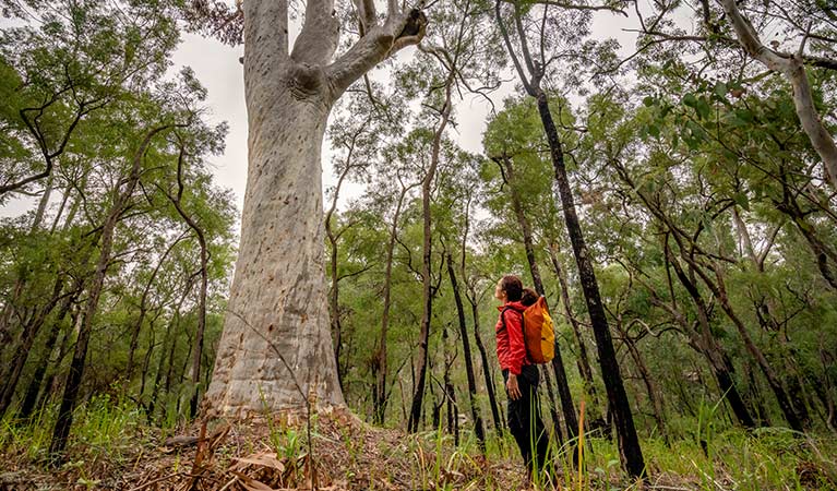 A woman looks up at a huge scribbly gum tree on one of the Mitchell Park walking tracks, Cattai National Park. Photo: John Spencer &copy; OEH