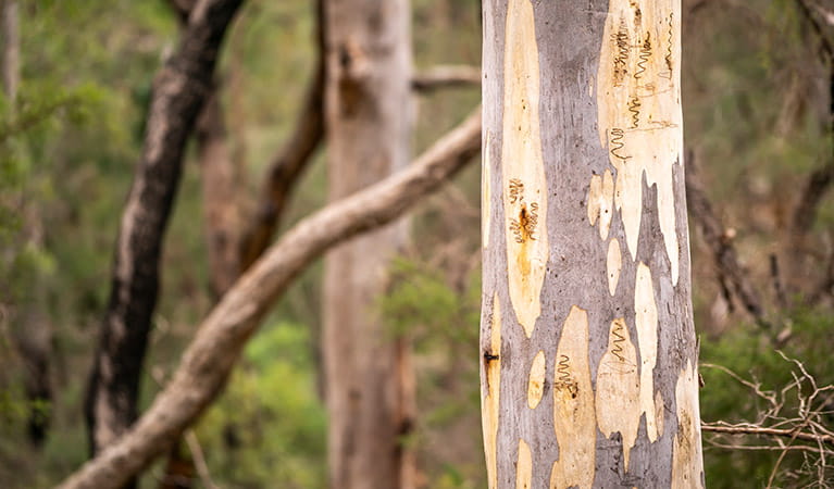 Close up of scribbly gum eucalypt tree with markings of scribbly gum moths, in Cattai National Park. Photo: John Spencer &copy; OEH